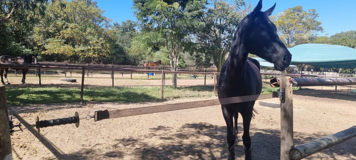 1 Horse Paddock Kit - 1 or 2 Strand 40mm Paddock - 24m x 24m each