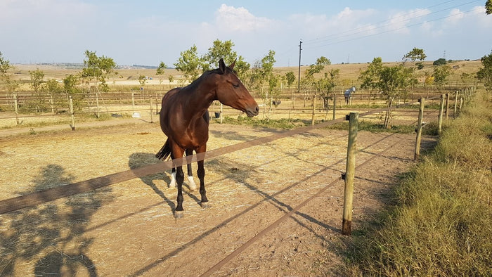 3 Horse Paddock Kit - 1 or 2 Strand 40mm Paddock - 24m x 24m each